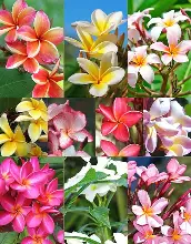 婚介加盟排行榜(图3)