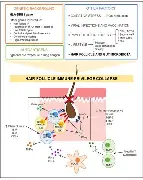 喜上眉梢婚介红娘加盟(图2)