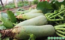 婚介招商加盟(图2) 婚介招商加盟(图2)